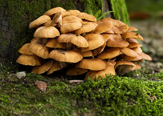 Maitake Mushroom Health: A Deep Dive into Its Benefits and Uses