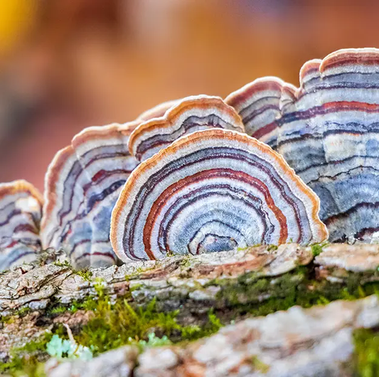 The Incredible Health Benefits of Turkey Tail Mushroom