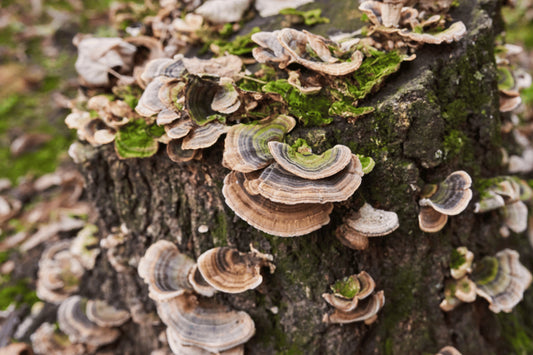 Can Turkey Tail Supplements Fight Cancer?