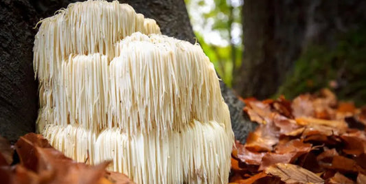 Taking Lion's Mane at Night: Is It The Right Time?