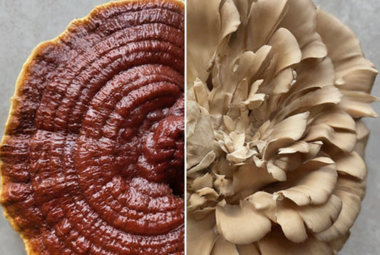 Health Benefits and Side Effects of Reishi and Maitake Mushrooms