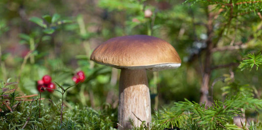 6 Health Benefits of Porcini Mushrooms: Reasons to Eat Them You Won’t Believe