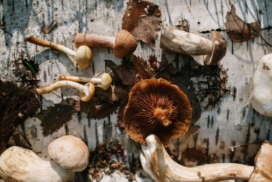 What Are the Long-Term Effects of Psychedelic Mushrooms?