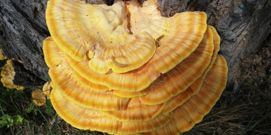 Types of Reishi and Their Unique Properties: Which One is Right for You?