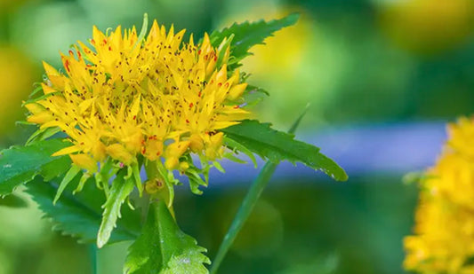 Revitalize Your Life: Rhodiola Rosea for Energy, Focus, and Physical Health