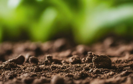 From Soil Health to Water Conservation: Which of These Actions is a Sustainable Agricultural Practice?