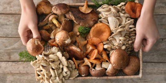 Medicinal Mushroom Guide: Identify The Best Mushrooms for Mental and Physical Health