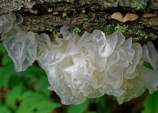 Tremella Mushroom: Benefits, Uses, and Impact on Skin and Cognitive Health