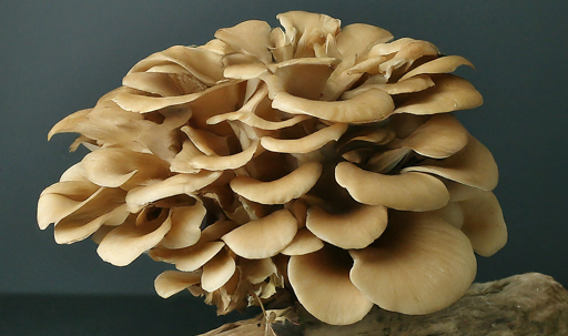 Maximizing Shelf Life: How to Store Maitake Mushrooms Properly